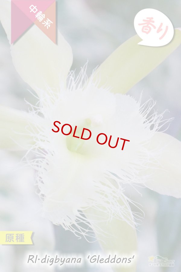 画像2: 【リップのヒゲヒゲが魅力的なカトレア系原種】Rl.digbyana ‘Gleddons'（原種）リンコレリア　ディグビアナ‘グレッドンズ’ (2)