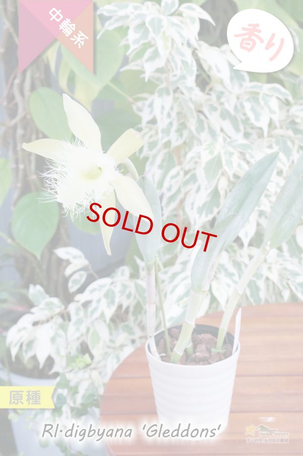 画像6: 【リップのヒゲヒゲが魅力的なカトレア系原種】Rl.digbyana ‘Gleddons'（原種）リンコレリア　ディグビアナ‘グレッドンズ’ (6)