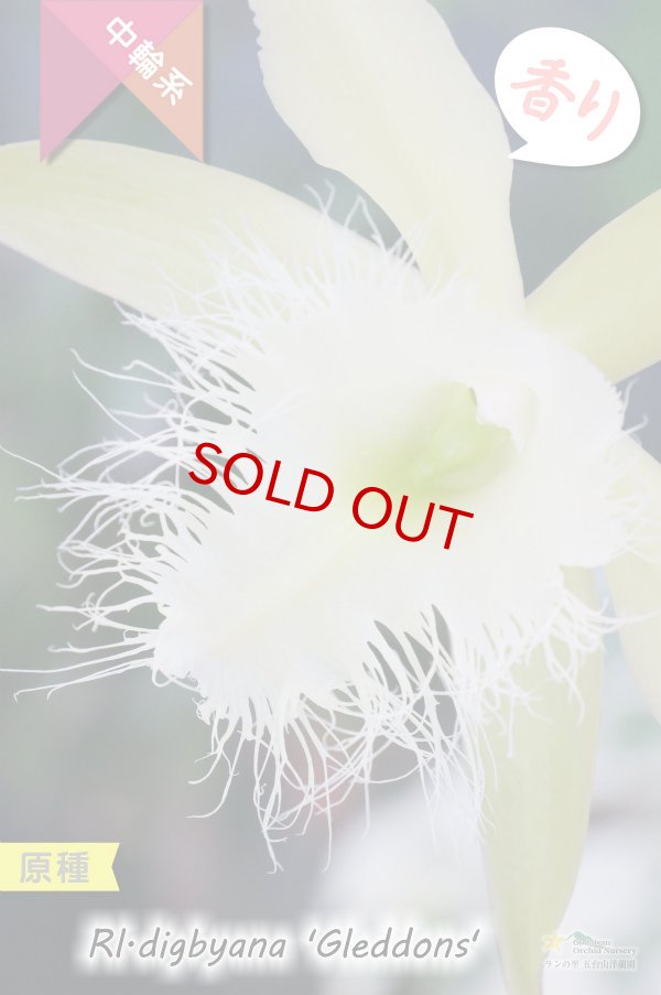 画像3: 【リップのヒゲヒゲが魅力的なカトレア系原種】Rl.digbyana ‘Gleddons'（原種）リンコレリア　ディグビアナ‘グレッドンズ’ (3)