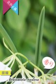 画像4: 【リップがハート型に見える原種】Brassavola nodosa（原種）ブラッサボラ　ノドサ (4)