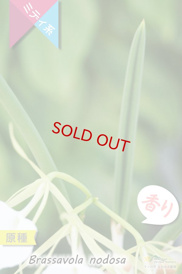 画像4: 【リップがハート型に見える原種】Brassavola nodosa（原種）ブラッサボラ　ノドサ (4)