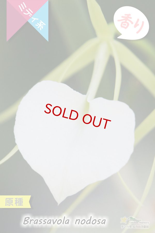 画像2: 【リップがハート型に見える原種】Brassavola nodosa（原種）ブラッサボラ　ノドサ (2)
