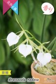 画像3: 【リップがハート型に見える原種】Brassavola nodosa（原種）ブラッサボラ　ノドサ (3)