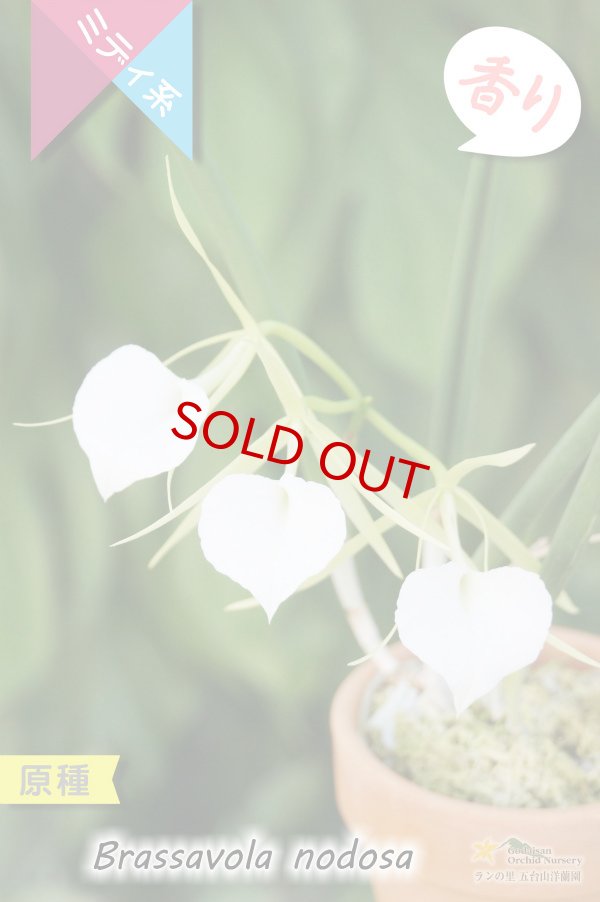 画像3: 【リップがハート型に見える原種】Brassavola nodosa（原種）ブラッサボラ　ノドサ (3)
