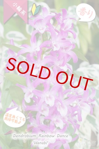 紫色（パープル）系 - 洋蘭専門店 ランの里 五台山洋蘭園