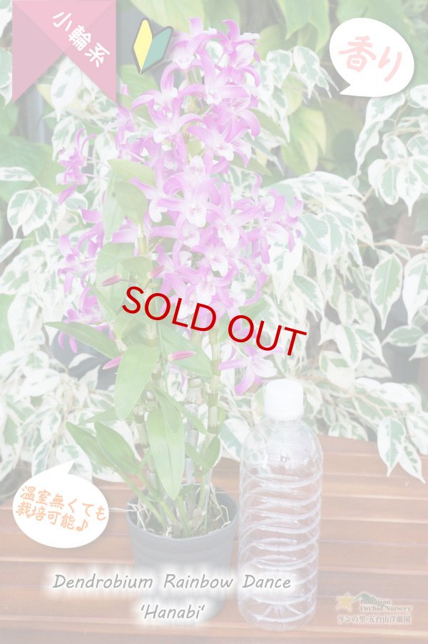 画像5: 【春らしいチェリーピンク色のにぎやかなデンドロ】Den. Rainbow Dance 'Hanabi' （交配種）デンドロビウム　レインボーダンス‘ハナビ’ (5)