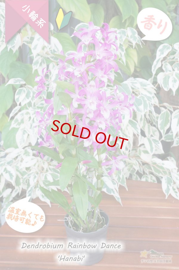 画像4: 【春らしいチェリーピンク色のにぎやかなデンドロ】Den. Rainbow Dance 'Hanabi' （交配種）デンドロビウム　レインボーダンス‘ハナビ’ (4)