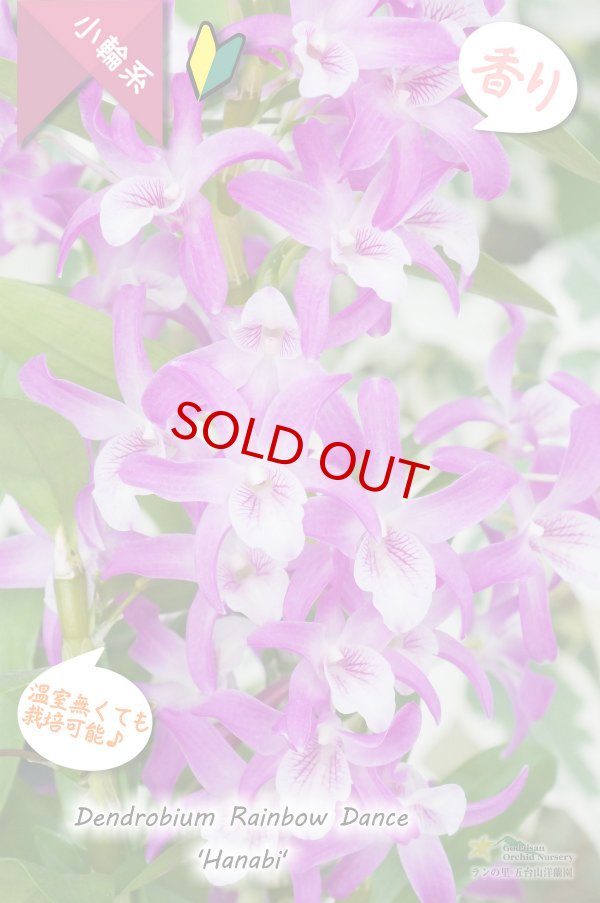 画像2: 【春らしいチェリーピンク色のにぎやかなデンドロ】Den. Rainbow Dance 'Hanabi' （交配種）デンドロビウム　レインボーダンス‘ハナビ’ (2)