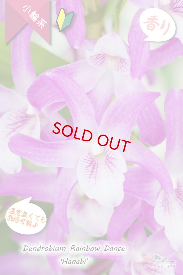 画像3: 【春らしいチェリーピンク色のにぎやかなデンドロ】Den. Rainbow Dance 'Hanabi' （交配種）デンドロビウム　レインボーダンス‘ハナビ’ (3)