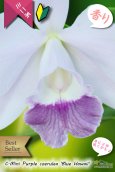 画像2: 【年に２回花が咲く可能性のあるミニカトレア】C[Lc].Mini Purple coerulea ‘Blue Hawaii'（交配種）ミニカトレア　ミニパープル セルレア'ブルーハワイ’ (2)