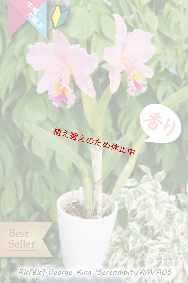 画像3: 【サーモンピンク色のベストセラーカトレア】Rlc.George King 'Serendipity' (交配種)　リンコレリオカトレア　ジョージキング　‘セレンディピティー' (3)