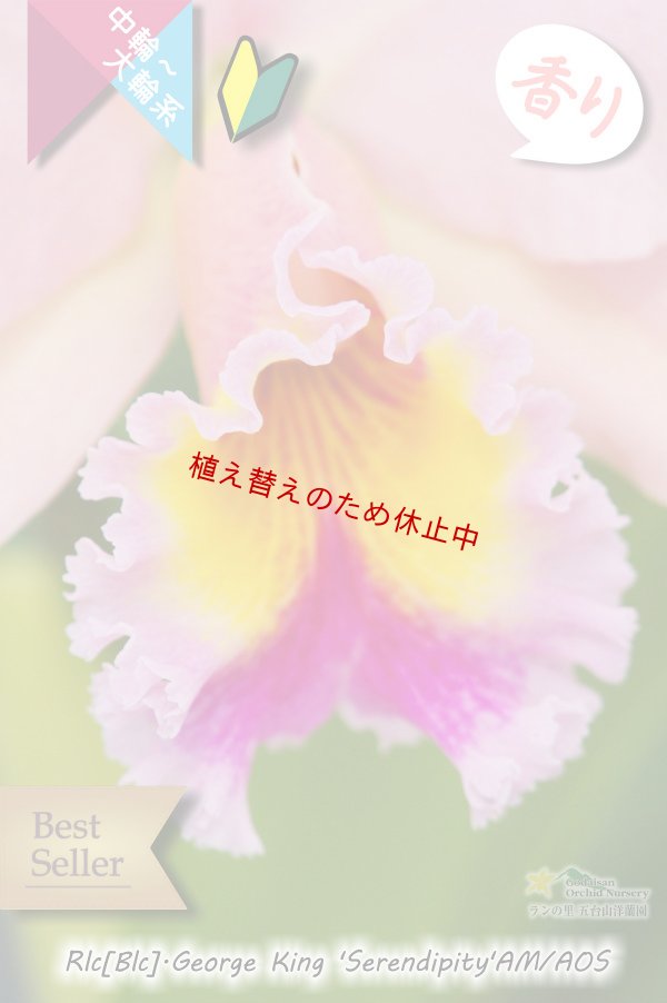 画像2: 【サーモンピンク色のベストセラーカトレア】Rlc.George King 'Serendipity' (交配種)　リンコレリオカトレア　ジョージキング　‘セレンディピティー' (2)