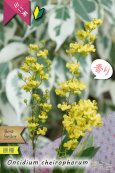 画像1: 【丸っこい花と香りを楽しむミニ洋ラン】Oncidium cheirophorum　(原種) オンシジューム　ケイロホルム (1)