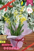 画像4: 【丸っこい花と香りを楽しむミニ洋ラン】Oncidium cheirophorum　(原種) オンシジューム　ケイロホルム (4)