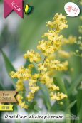 画像2: 【丸っこい花と香りを楽しむミニ洋ラン】Oncidium cheirophorum　(原種) オンシジューム　ケイロホルム (2)