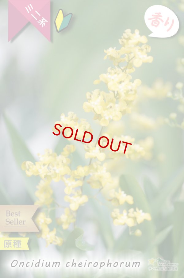 画像2: 【丸っこい花と香りを楽しむミニ洋ラン】Oncidium cheirophorum (原種) オンシジューム ケイロホルム (2)