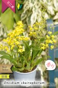 画像3: 【丸っこい花と香りを楽しむミニ洋ラン】Oncidium cheirophorum　(原種) オンシジューム　ケイロホルム (3)