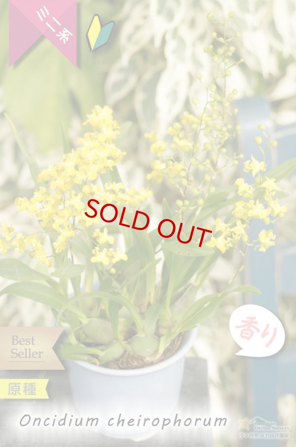 画像3: 【丸っこい花と香りを楽しむミニ洋ラン】Oncidium cheirophorum (原種) オンシジューム ケイロホルム (3)