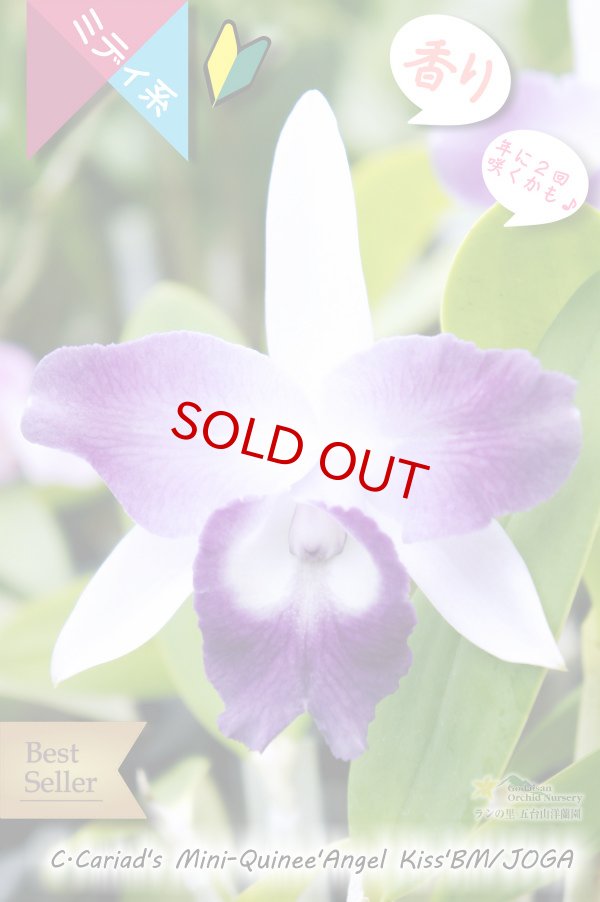 画像4: 【クサビタイプのブルー系ベストセラーカトレア】C.Cariad's Mini-Quinee 'Angel Kiss' BM/JOGA (交配種)カトレア カリアズミニクィニー‘エンジェルキッス' (4)