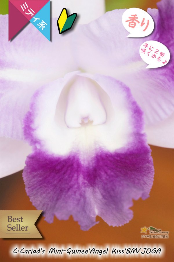 画像2: 【クサビタイプのブルー系ベストセラーカトレア】C.Cariad's Mini-Quinee 'Angel Kiss' BM/JOGA (交配種)カトレア カリアズミニクィニー‘エンジェルキッス' (2)