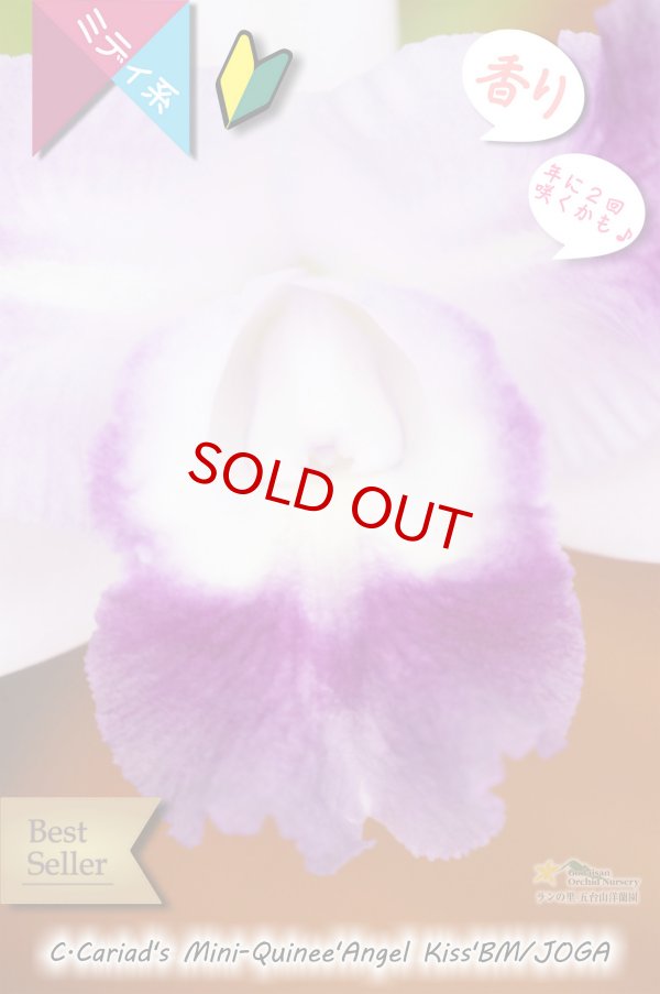 画像2: 【クサビタイプのブルー系ベストセラーカトレア】C.Cariad's Mini-Quinee 'Angel Kiss' BM/JOGA (交配種)カトレア カリアズミニクィニー‘エンジェルキッス' (2)