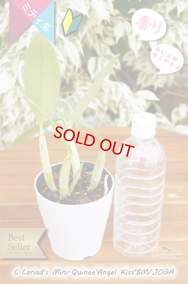 画像6: 【クサビタイプのブルー系ベストセラーカトレア】C.Cariad's Mini-Quinee 'Angel Kiss' BM/JOGA (交配種)カトレア カリアズミニクィニー‘エンジェルキッス' (6)