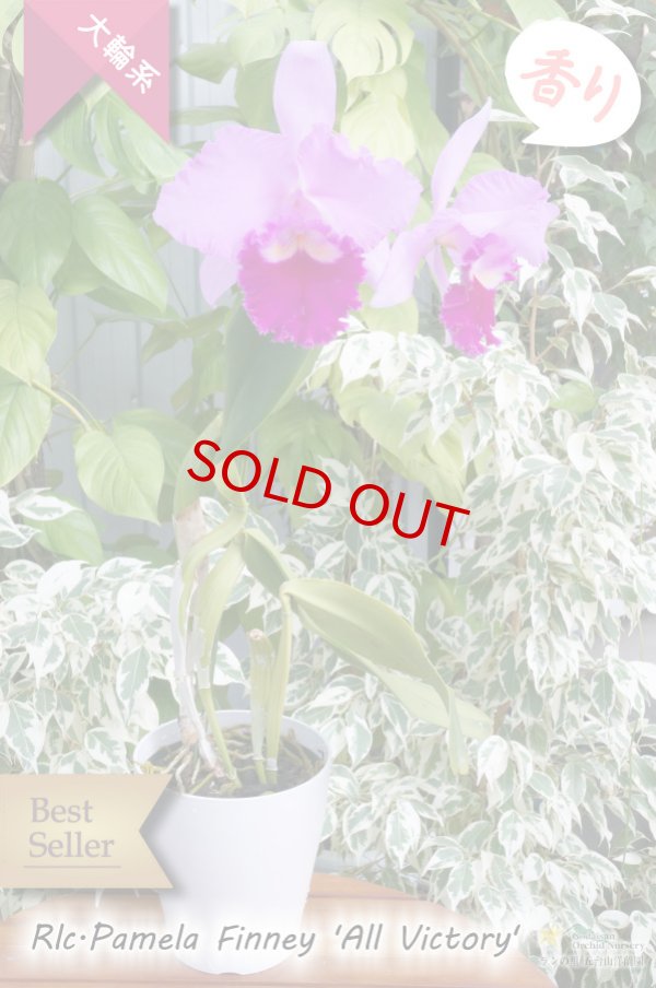 画像4: 【極大輪ラベンダー系カトレア】Rlc.Pamela Finney 'All Victory'（交配種）カトレア系　パメラフィニー ‘オールビクトリー' (4)