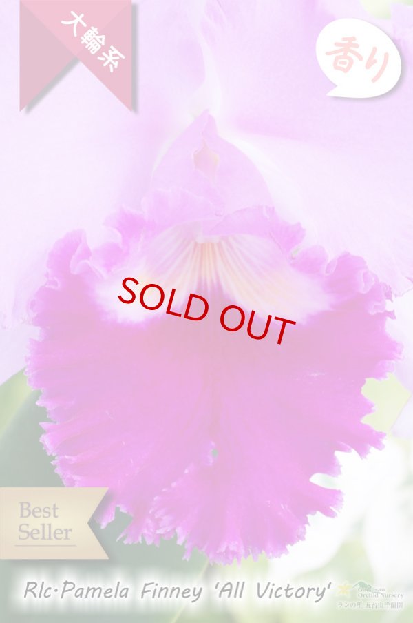 画像2: 【極大輪ラベンダー系カトレア】Rlc.Pamela Finney 'All Victory'（交配種）カトレア系　パメラフィニー ‘オールビクトリー' (2)