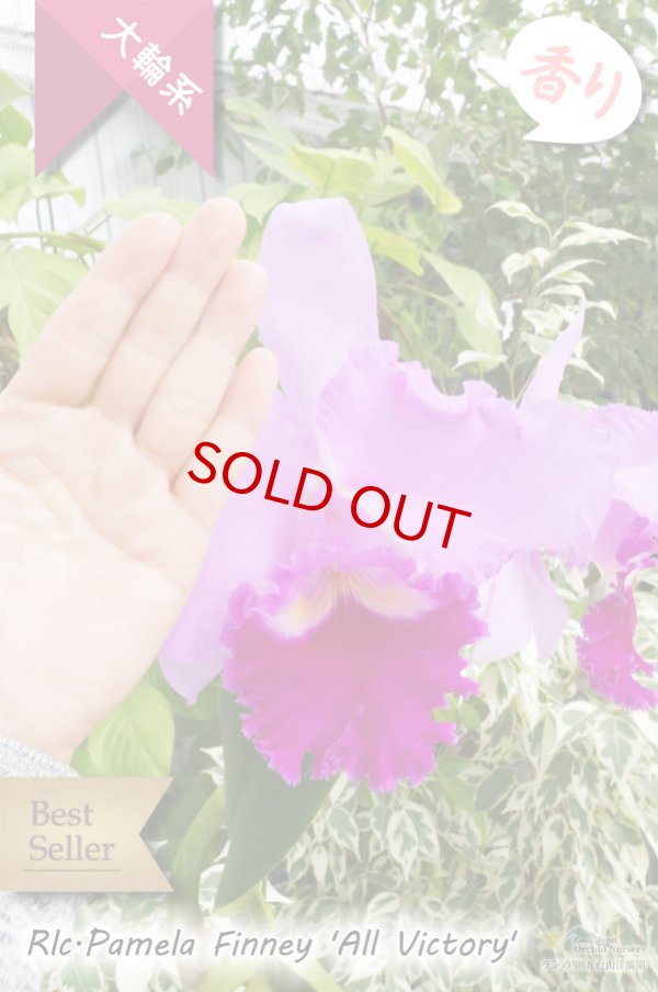 画像3: 【極大輪ラベンダー系カトレア】Rlc.Pamela Finney 'All Victory'（交配種）カトレア系　パメラフィニー ‘オールビクトリー' (3)