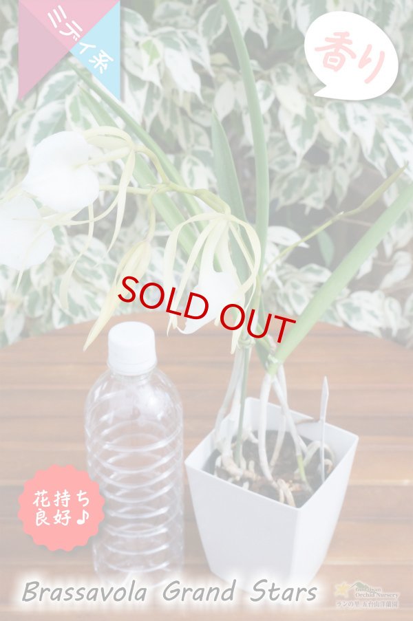 画像6: 【リップがハート型に見える交配種】Brassavola Grand Stars（交配種・実生株）ブラッサボラ　グランドスターズ (6)