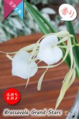 画像1: 【リップがハート型に見える交配種】Brassavola Grand Stars（交配種・実生株）ブラッサボラ　グランドスターズ (1)