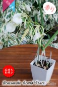 画像5: 【リップがハート型に見える交配種】Brassavola Grand Stars（交配種・実生株）ブラッサボラ　グランドスターズ (5)