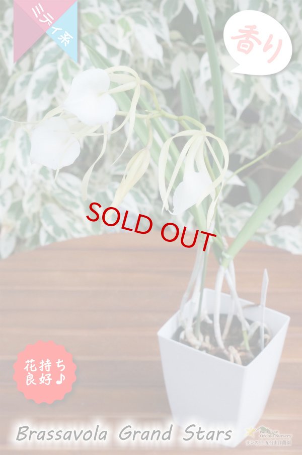 画像5: 【リップがハート型に見える交配種】Brassavola Grand Stars（交配種・実生株）ブラッサボラ　グランドスターズ (5)