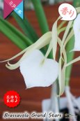 画像2: 【リップがハート型に見える交配種】Brassavola Grand Stars（交配種・実生株）ブラッサボラ　グランドスターズ (2)