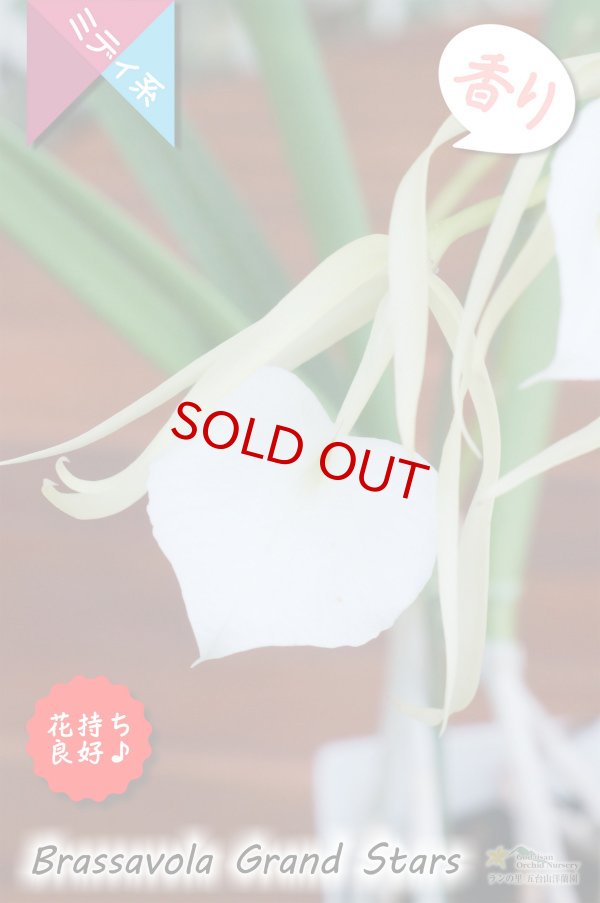 画像2: 【リップがハート型に見える交配種】Brassavola Grand Stars（交配種・実生株）ブラッサボラ　グランドスターズ (2)
