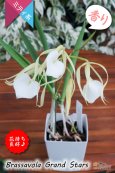 画像3: 【リップがハート型に見える交配種】Brassavola Grand Stars（交配種・実生株）ブラッサボラ　グランドスターズ (3)