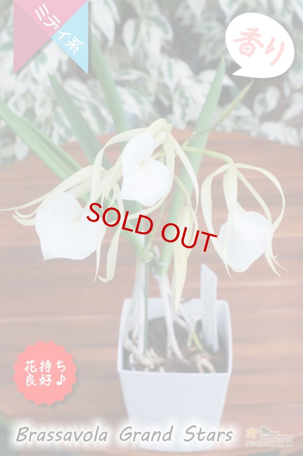 画像3: 【リップがハート型に見える交配種】Brassavola Grand Stars（交配種・実生株）ブラッサボラ　グランドスターズ (3)