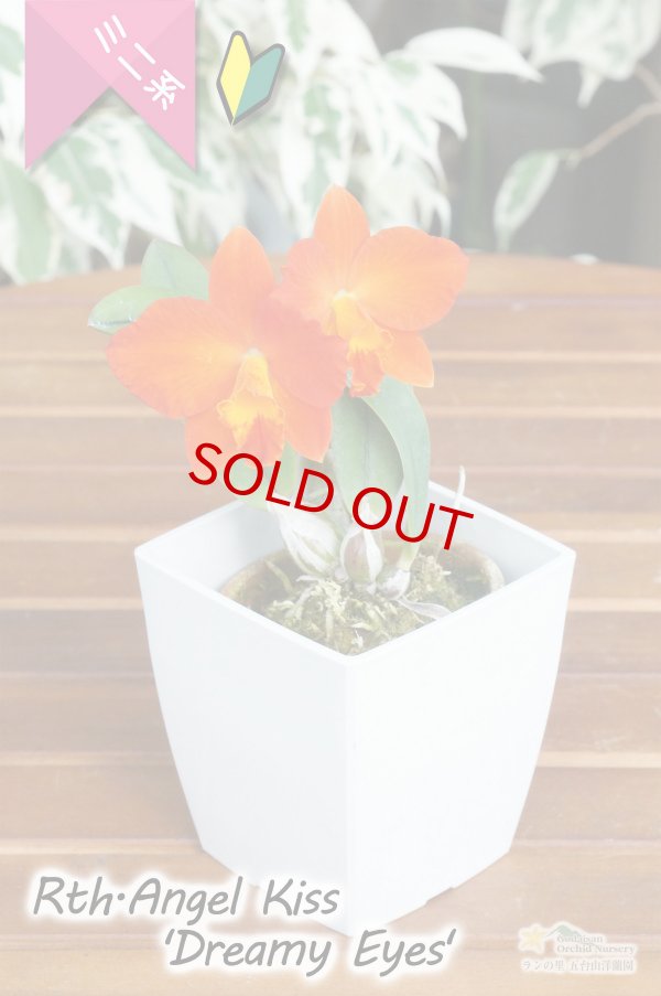 画像4: 【朱赤色からオレンジ色への変化も楽しめる♪ミニカトレア】Rth.Angel Kiss‘Dreamy Eyes'（交配種）カトレア系　エンジェル　キッス‘ドリーミーアイズ’ (4)