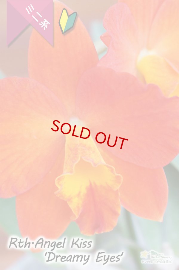 画像2: 【朱赤色からオレンジ色への変化も楽しめる♪ミニカトレア】Rth.Angel Kiss‘Dreamy Eyes'（交配種）カトレア系　エンジェル　キッス‘ドリーミーアイズ’ (2)
