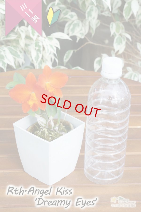 画像5: 【朱赤色からオレンジ色への変化も楽しめる♪ミニカトレア】Rth.Angel Kiss‘Dreamy Eyes'（交配種）カトレア系　エンジェル　キッス‘ドリーミーアイズ’ (5)