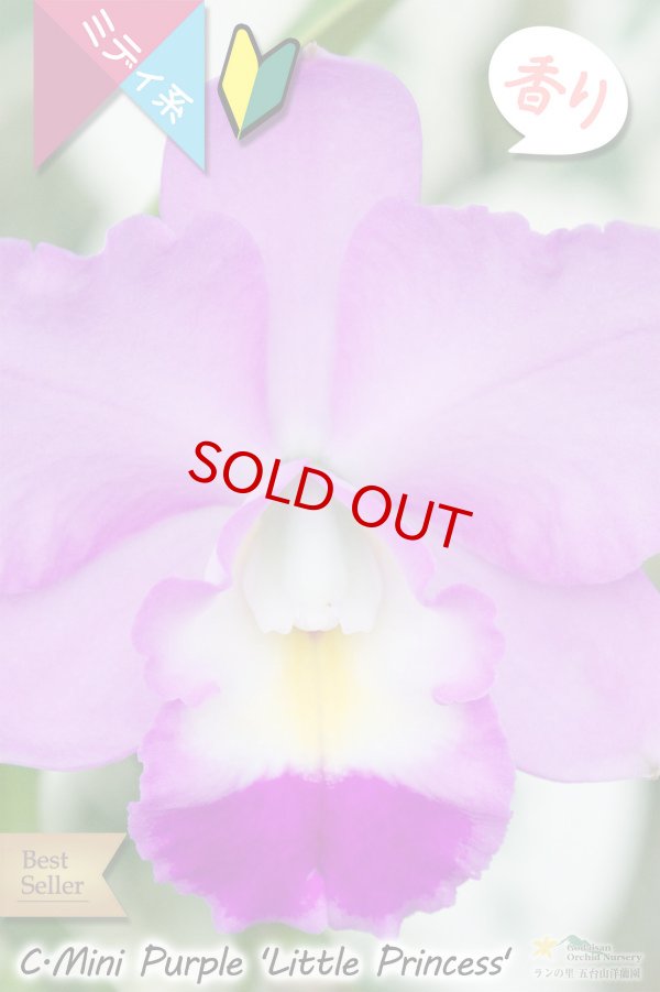 画像2: 【小振りなのに花が大きいミディカトレア】C[Lc].Mini Purple ‘Little Princess'（交配種）カトレア　ミニパープル 'リトルプリンセス’ (2)