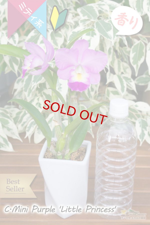 画像4: 【小振りなのに花が大きいミディカトレア】C[Lc].Mini Purple ‘Little Princess'（交配種）カトレア　ミニパープル 'リトルプリンセス’ (4)