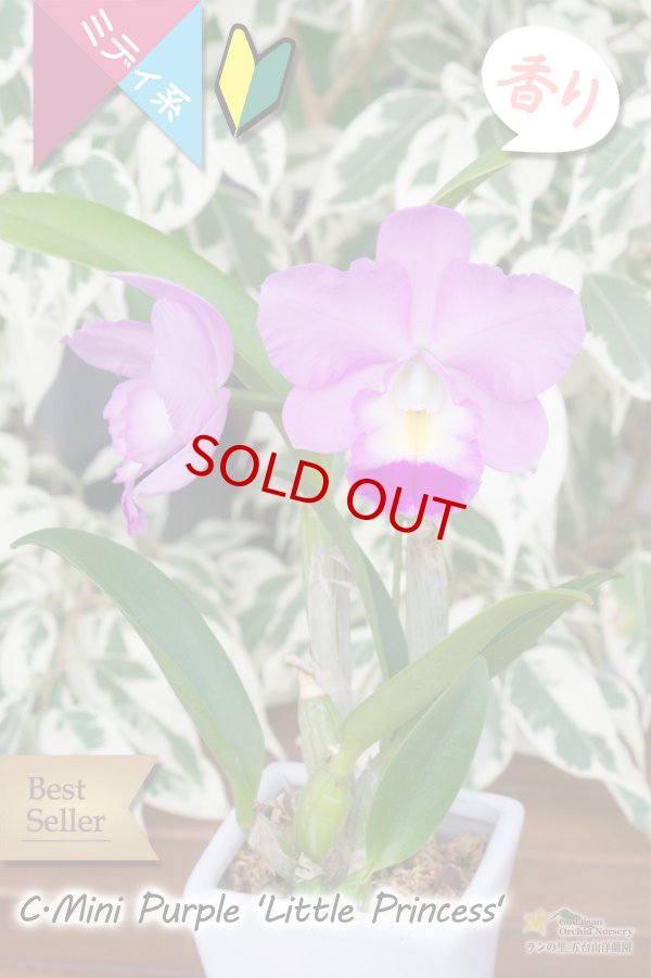 画像3: 【小振りなのに花が大きいミディカトレア】C[Lc].Mini Purple ‘Little Princess'（交配種）カトレア　ミニパープル 'リトルプリンセス’ (3)