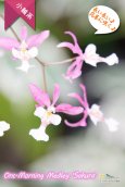 画像3: 【ちらちらと柔らかく咲く珍しいピンク色オンシ♪】Onc.Morning Medley 'Sakura'（交配種）オンシジューム　モーニングメドレー'サクラ’ (3)
