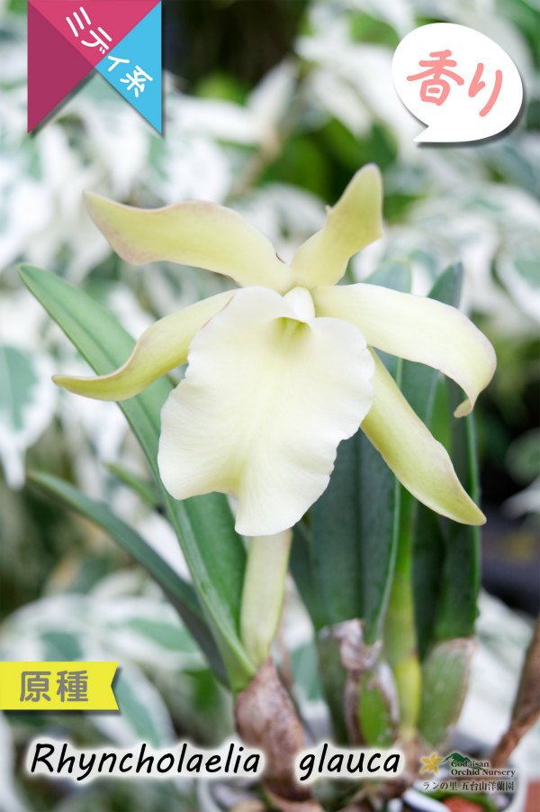 画像2: 【1リンでも魅力的なカトレア系原種】Rl.glauca(原種)リンコレリア グラウカ (2)