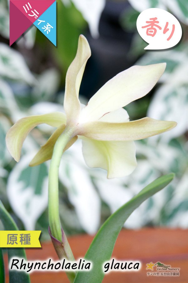 画像5: 【1リンでも魅力的なカトレア系原種】Rl.glauca(原種)リンコレリア グラウカ (5)