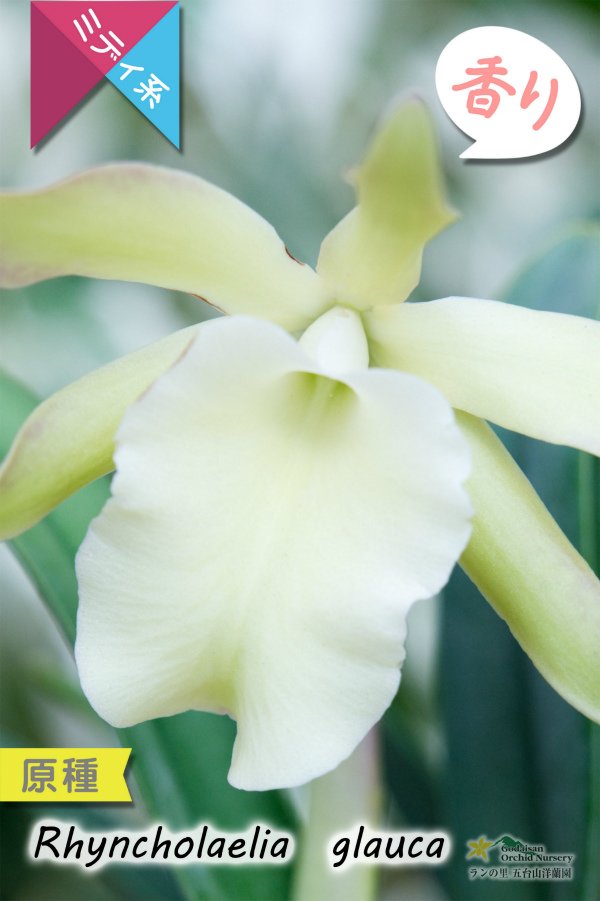画像3: 【1リンでも魅力的なカトレア系原種】Rl.glauca(原種)リンコレリア グラウカ (3)