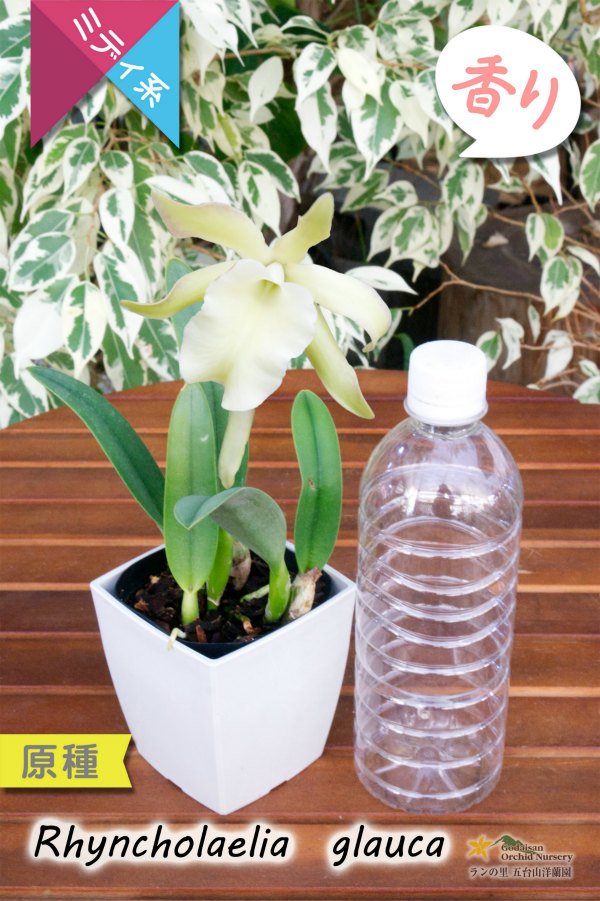 画像6: 【1リンでも魅力的なカトレア系原種】Rl.glauca(原種)リンコレリア グラウカ (6)