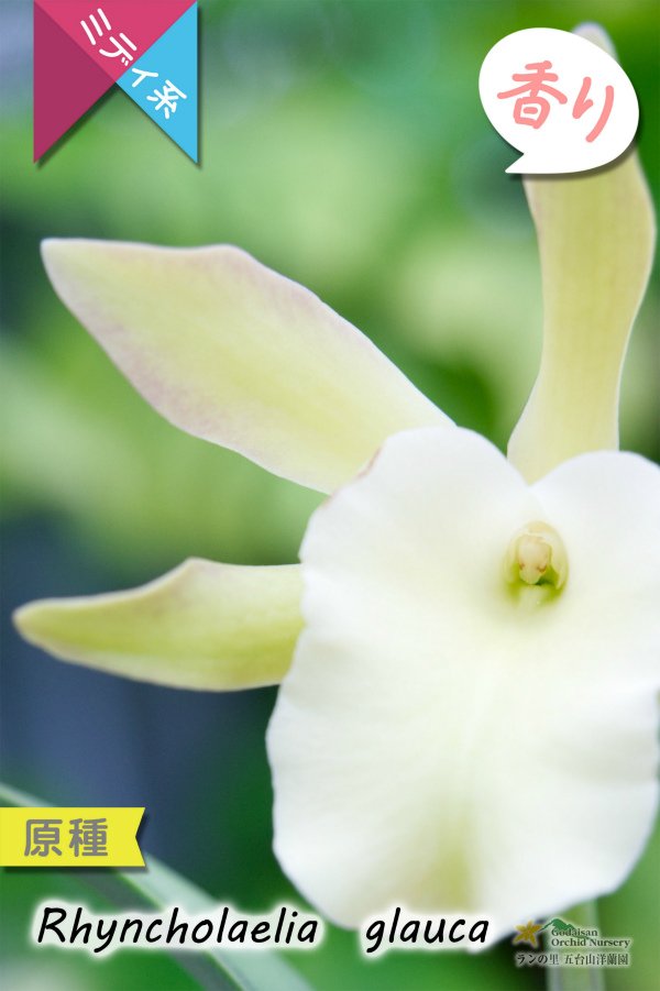 画像4: 【1リンでも魅力的なカトレア系原種】Rl.glauca(原種)リンコレリア グラウカ (4)