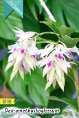 画像3: 【アメジスト色のリップがワンポイントな房咲きデンドロ原種】Dendrobium amethystoglossum (原種) デンドロビウム　アメジストグロッサム (3)